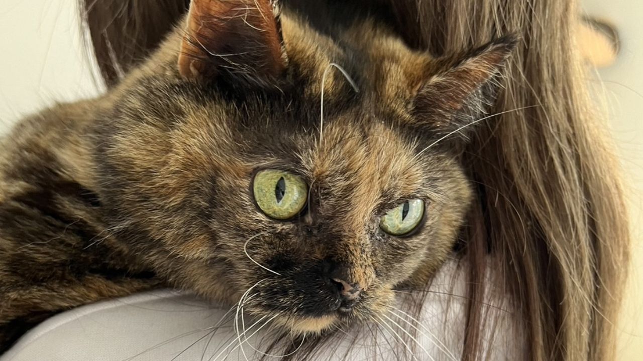 「猫ちゃんのお名前を…」 動物病院で”自分の名前”が呼ばれて恥ずかしかった話