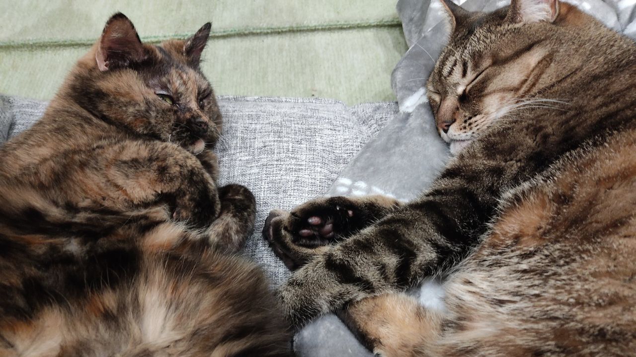 「こんな下僕と出会ってくれてありがとう」 猫がいてくれてよかったと思う瞬間4選