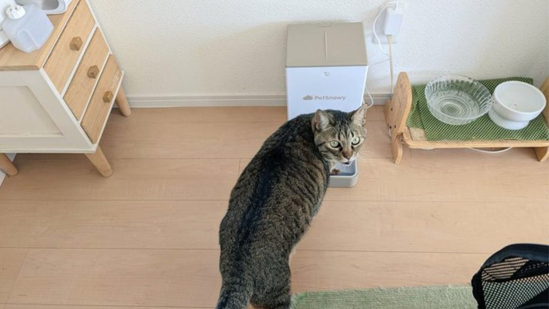 リアルな費用も公開!愛猫コタロウの大切な「歯」を抜いた日