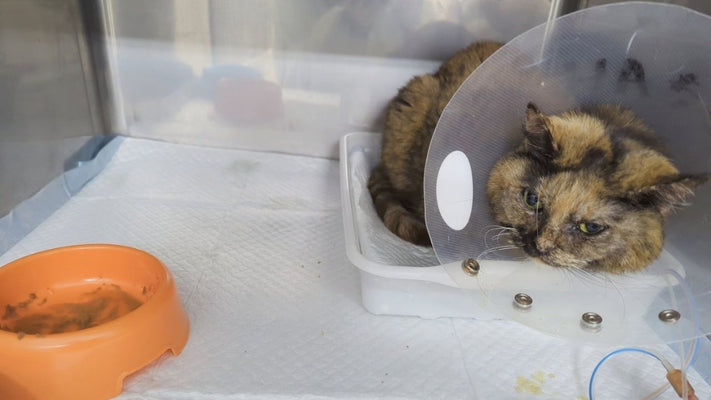 「ジャンプの衝撃で臓器が壊れる」 獣医師から聞いた猫の希少疾患“アミロイドーシス”の怖さ