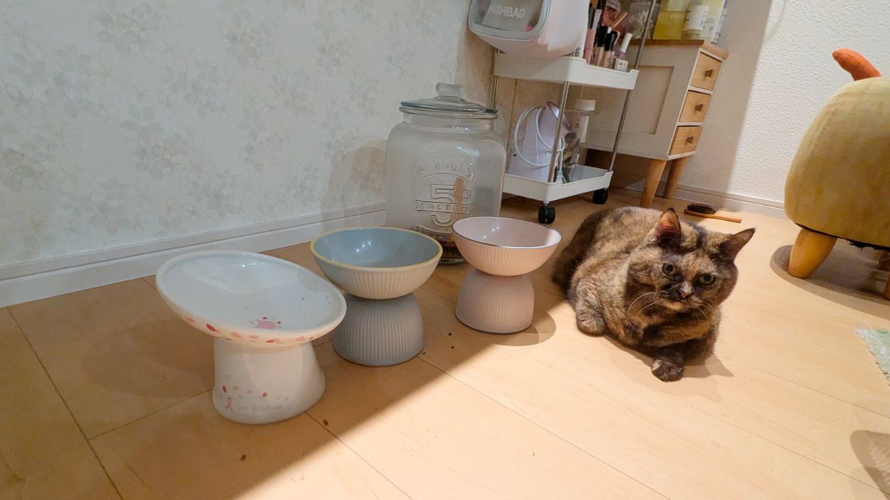 【マジで食いつきがよかった】 愛猫たちが「ちゅ~る」以外でハマった猫用おやつ3選