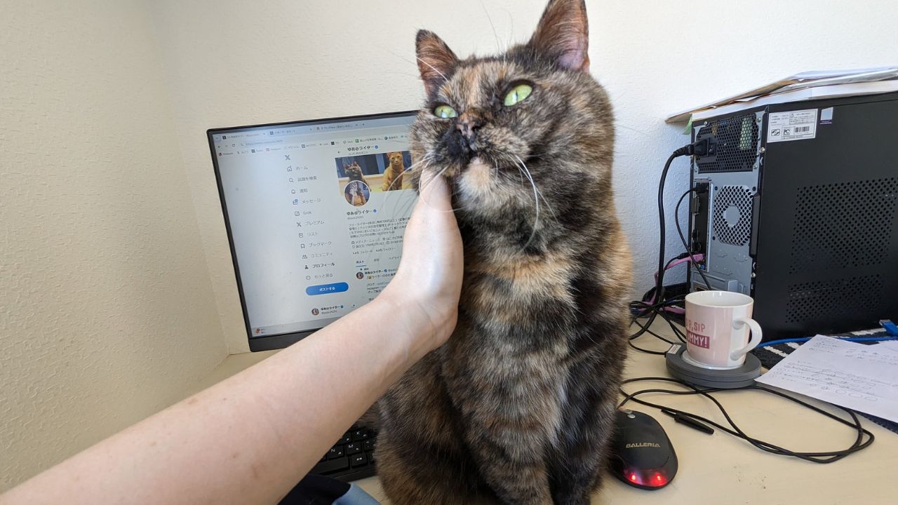 邪魔かわいいにもほどがある！ 3匹の猫がしてくれた個性豊かな 