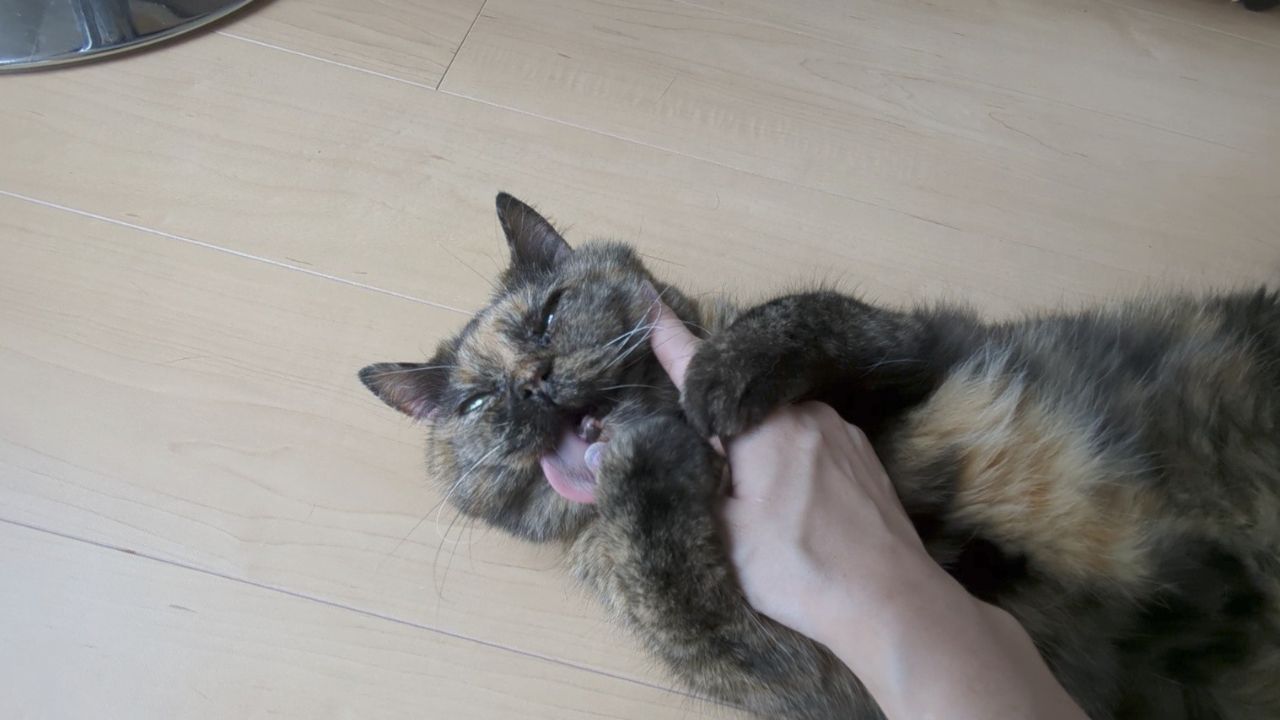 かわいく撮ったつもりだったのに…!愛猫から「見せないで」の声が飛びそうなNG写真集