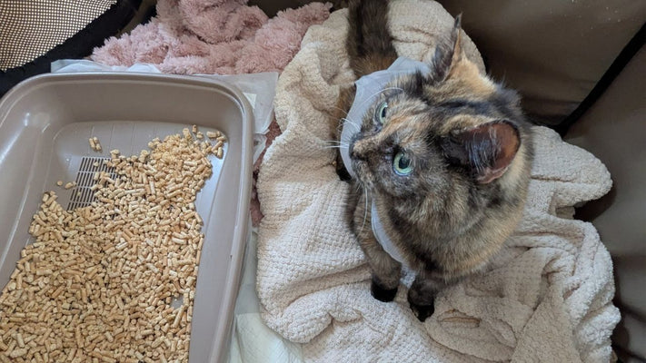 愛猫が「血管肉腫」に…腫瘍摘出までにかかったリアルな費用と検査内容