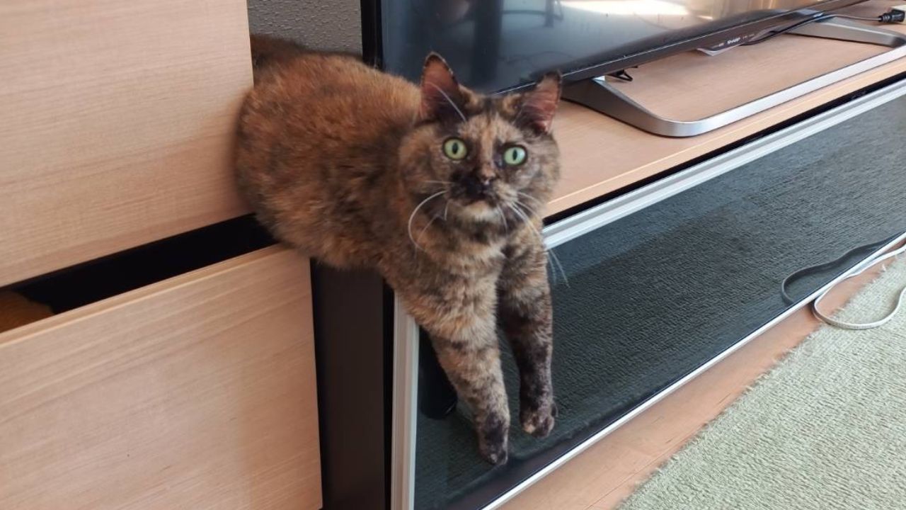 キミも立派な猫好きだね!猫飼い初心者の夫が撮影する「愛猫写真」が初々しい