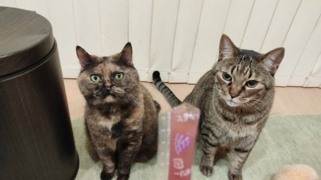 食べ物の恨みは怖い…「ちゅーる」やキャットフードと誤解されやすいものって多すぎない?