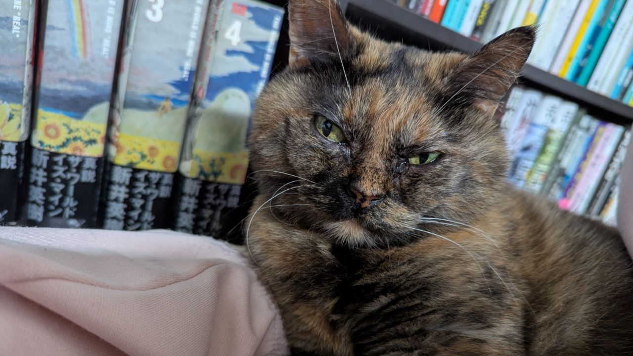 最期まで後悔したくないからこそ…”愛猫の死”が迫る闘病中にしておきたい「別れへの準備」