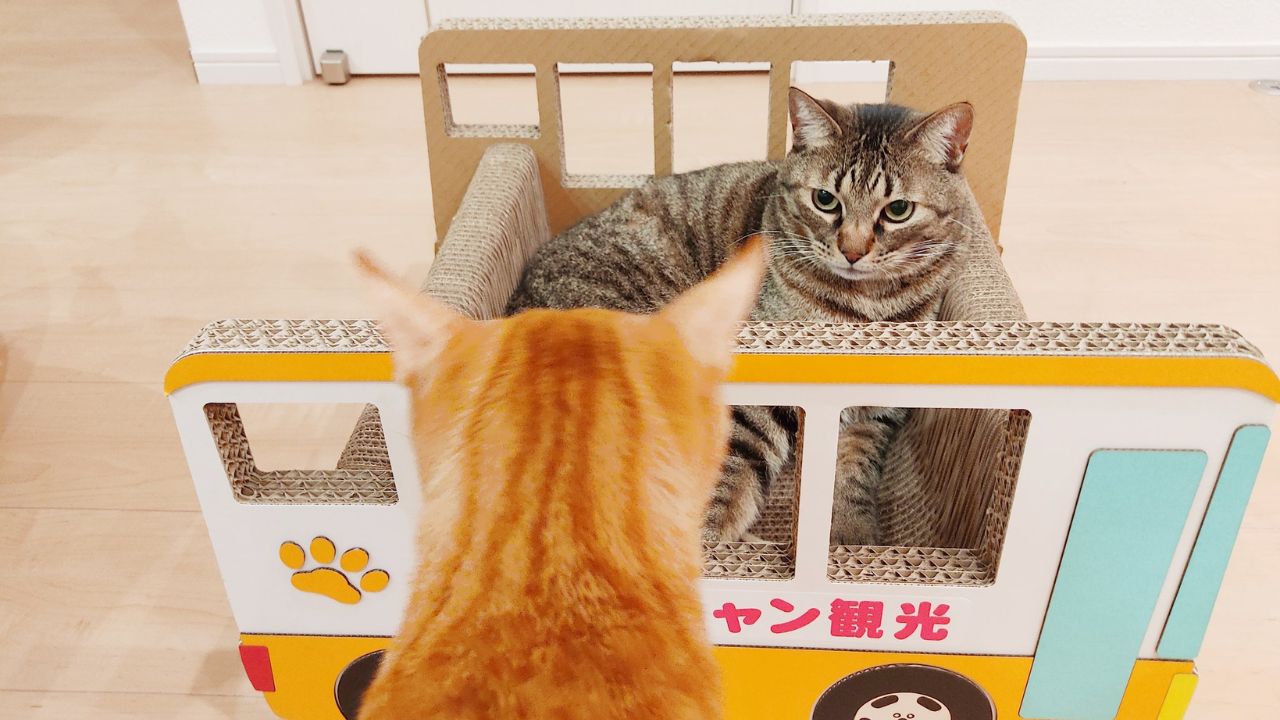 【対策が知りたいです】 段ボール製の爪とぎが置けない“我が家の事情”