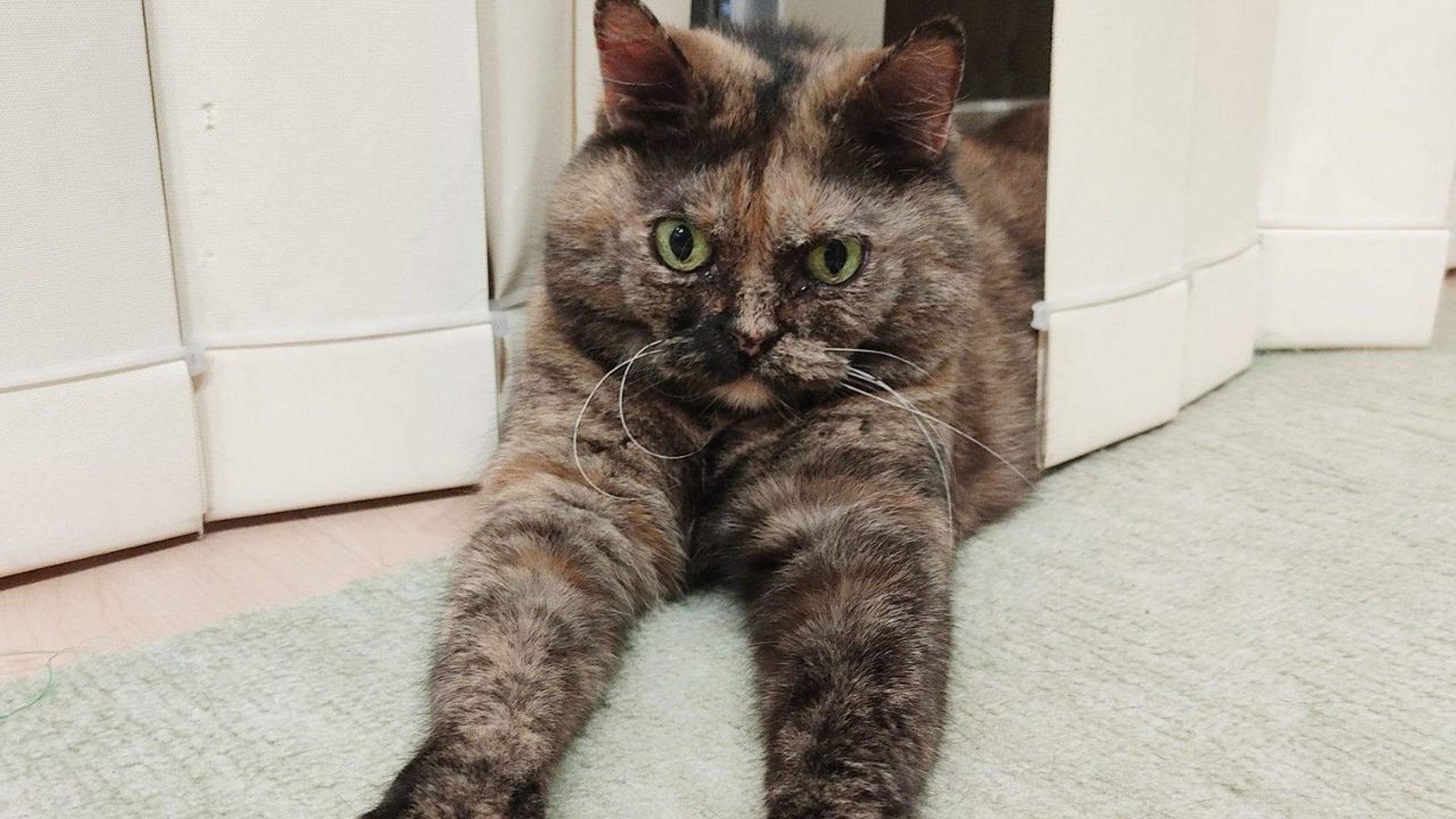 「他の猫に紛れることはできんね」 個性的なサビ猫にときめいた獣医師の話~届かないラブコール編~