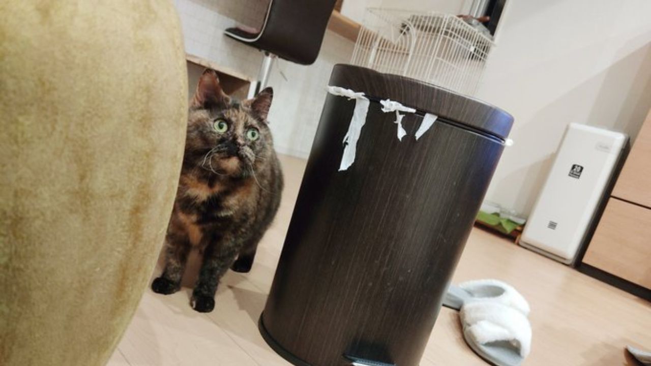 コスパ最強かよ!市販のおもちゃより楽しそう… 愛猫が夢中で遊ぶ“身近な日用品”4選