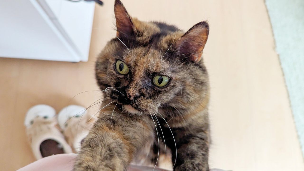 【ChatGPTもお手上げ】仕事中にネコハラで書かれた「おキャット様の原稿」を本気で解読してみた