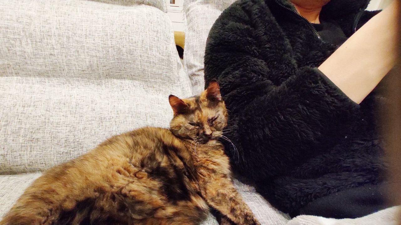 ポケモンみたいな相棒やん…8年を共にした飼い主より“新入り下僕”を愛す愛猫の裏切り