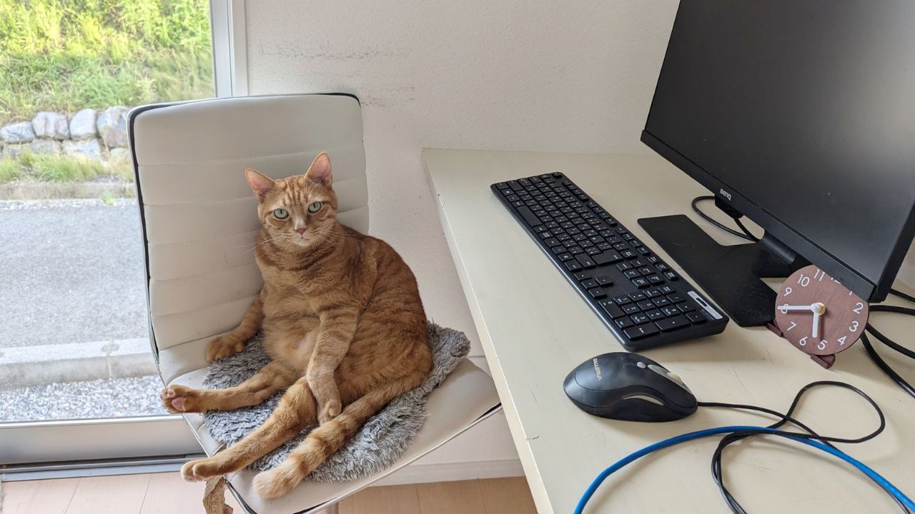 猫 aim 実用化 いつ