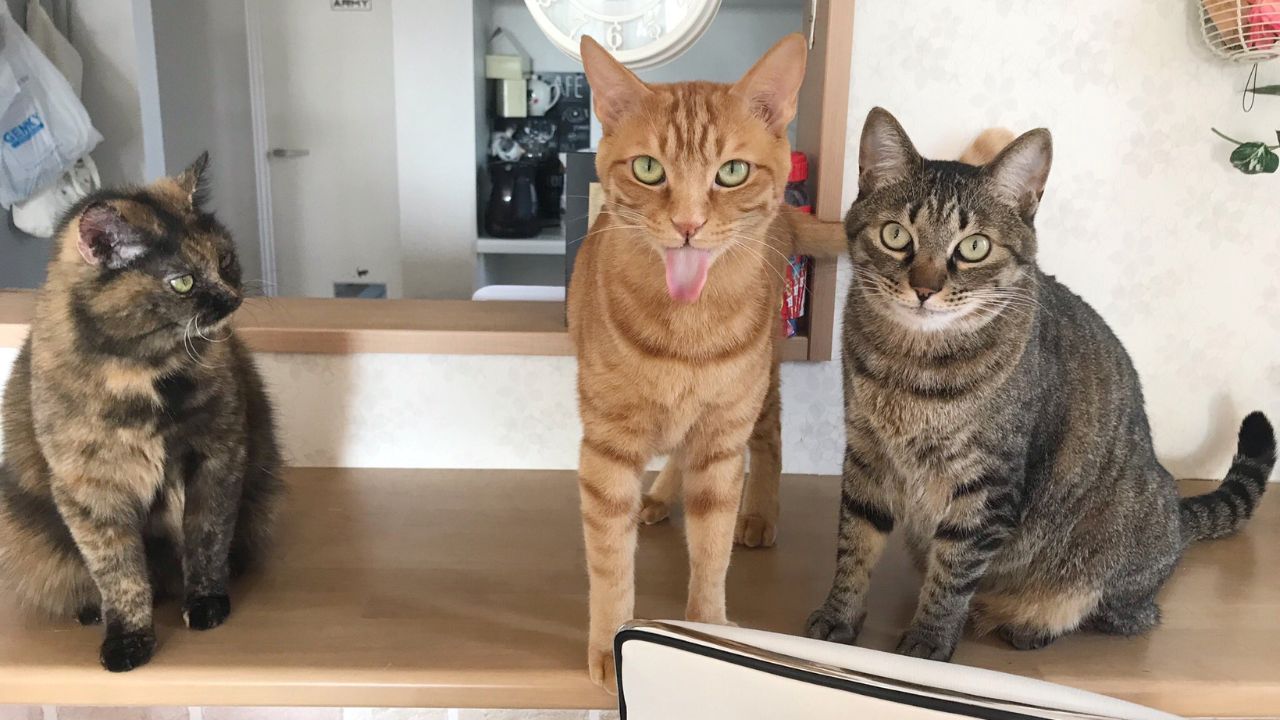 カレーに手を突っ込む強者も… 愛猫3匹が狙う「人間の食べ物」に個性が出すぎてる