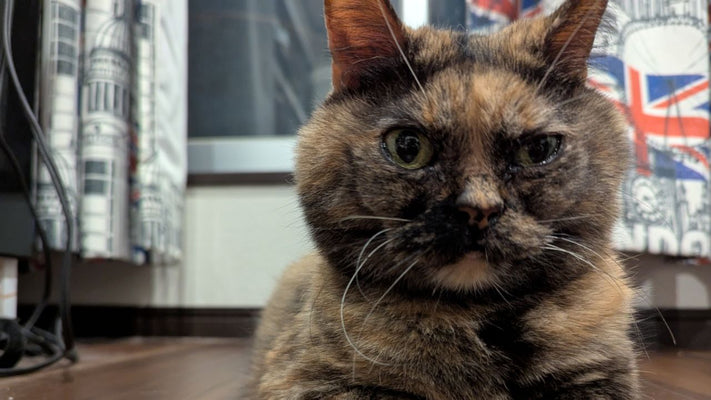 触れ合えない日が来てほしくない…ペットロス前の「別れが怖い問題」とどう向き合うか