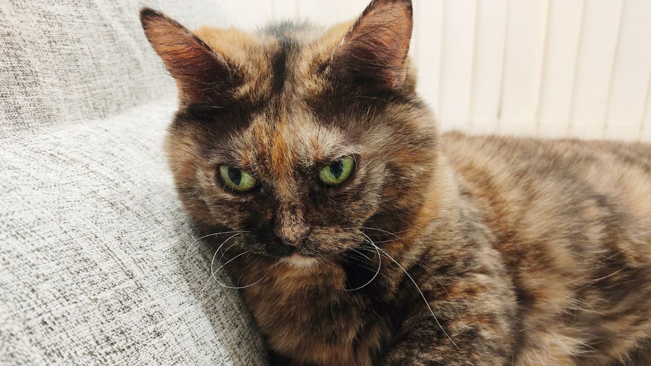 「怖がり方にも個性があるね」 動物病院へ行った愛猫の反応が十ニャン十色すぎる