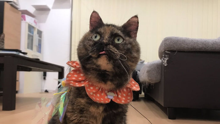 猫のペットロスで消えない後悔と罪悪感――当事者が見つけた“自己否定”から少しずつ解放される方法