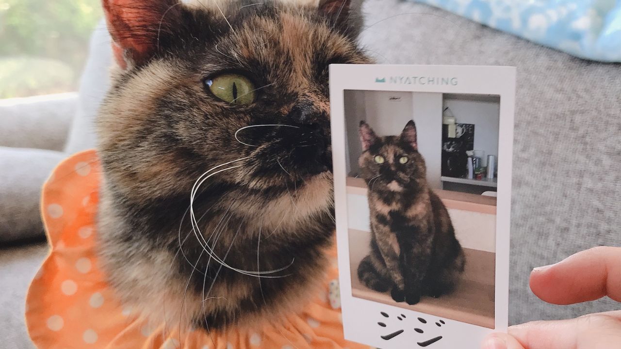 「安楽死」も提案された‥闘病中の愛猫の生死と向き合うことの難しさに直面して