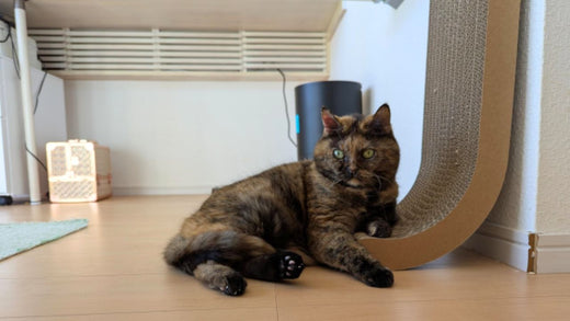 【使用レポ】粗相問題も解決したよ!”立ち研ぎ派”も”座り研ぎ派”も満足な「nyans」の爪とぎ