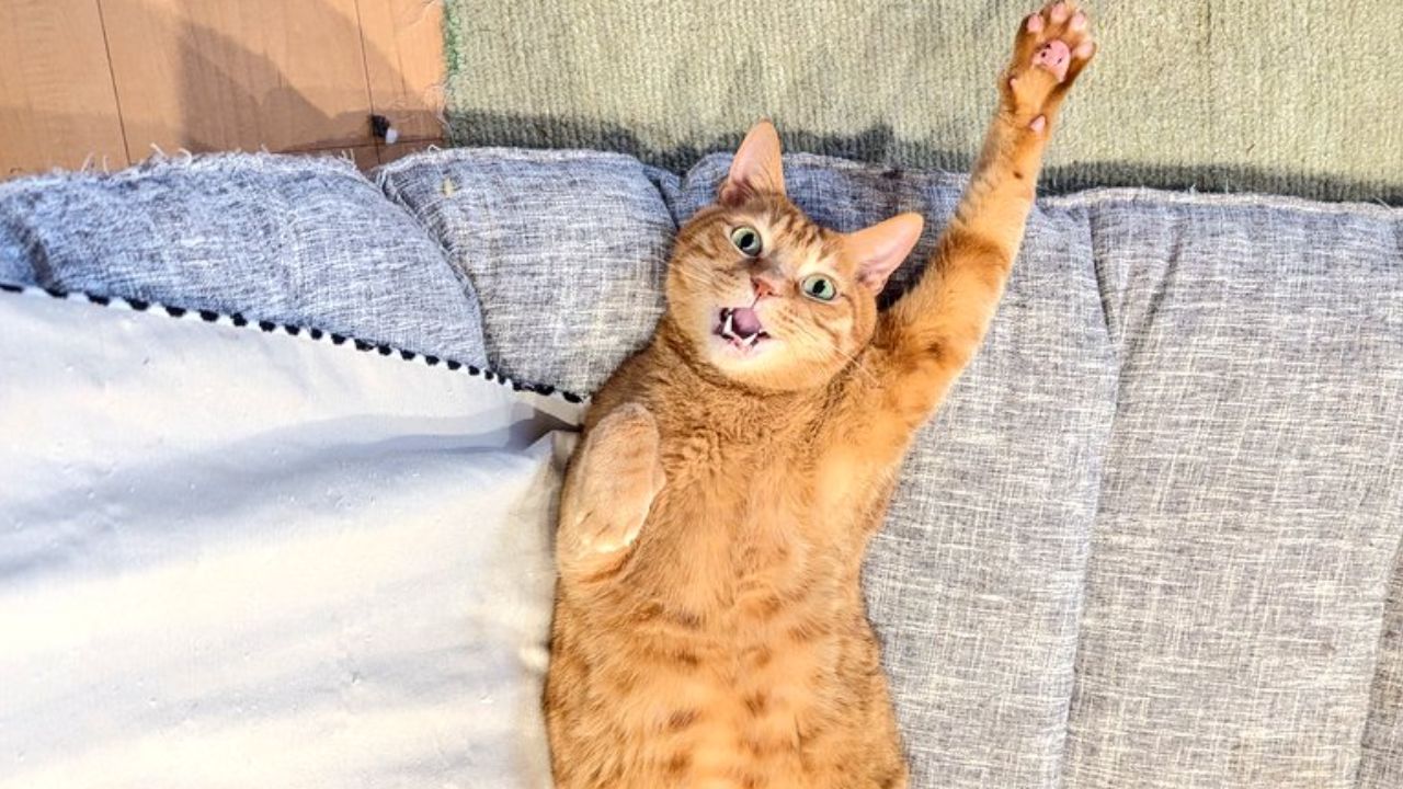 特発性前庭障害」を疑った愛猫の発作――動物病院の受診時に準備したい 