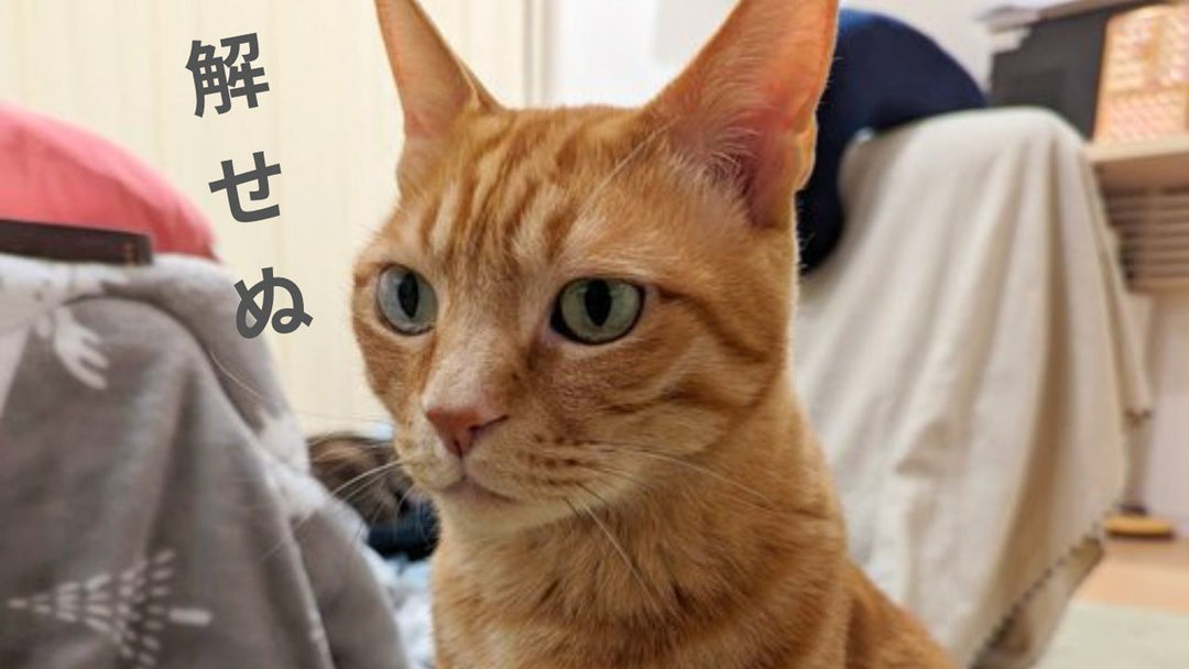 もはや原型がない?一緒に暮らす中で愛猫の呼び方が変化していく「猫好きあるある」