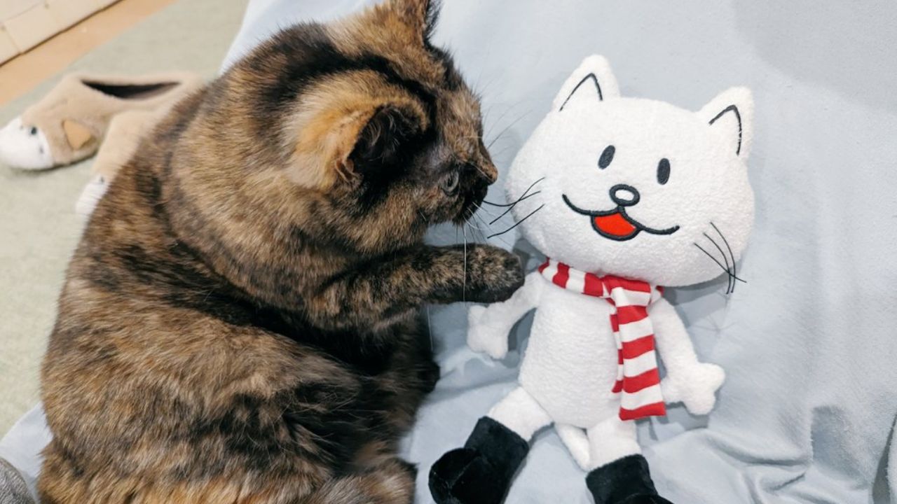 猫のイタズラや誤飲を防ぐ!最推しの愛猫と“推し活グッズ”を守れる「見せる収納アイデア」