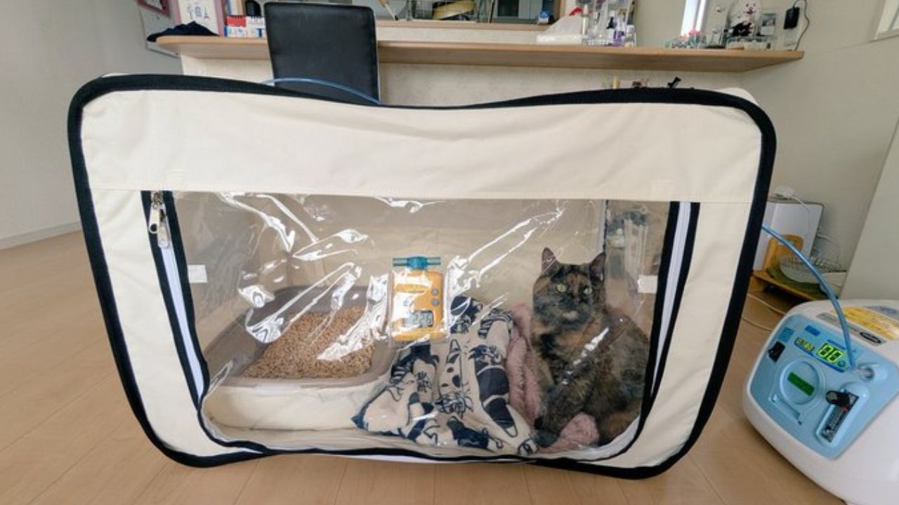 【猫の反応は?】愛猫の闘病でペット用の酸素室をレンタル!使用感や金額をリアルに公開