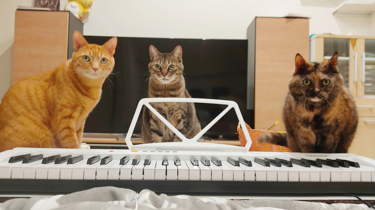 もし自分に何か起きても… 今日からできる「猫のための終活」と「備え」を本気で考えてみた