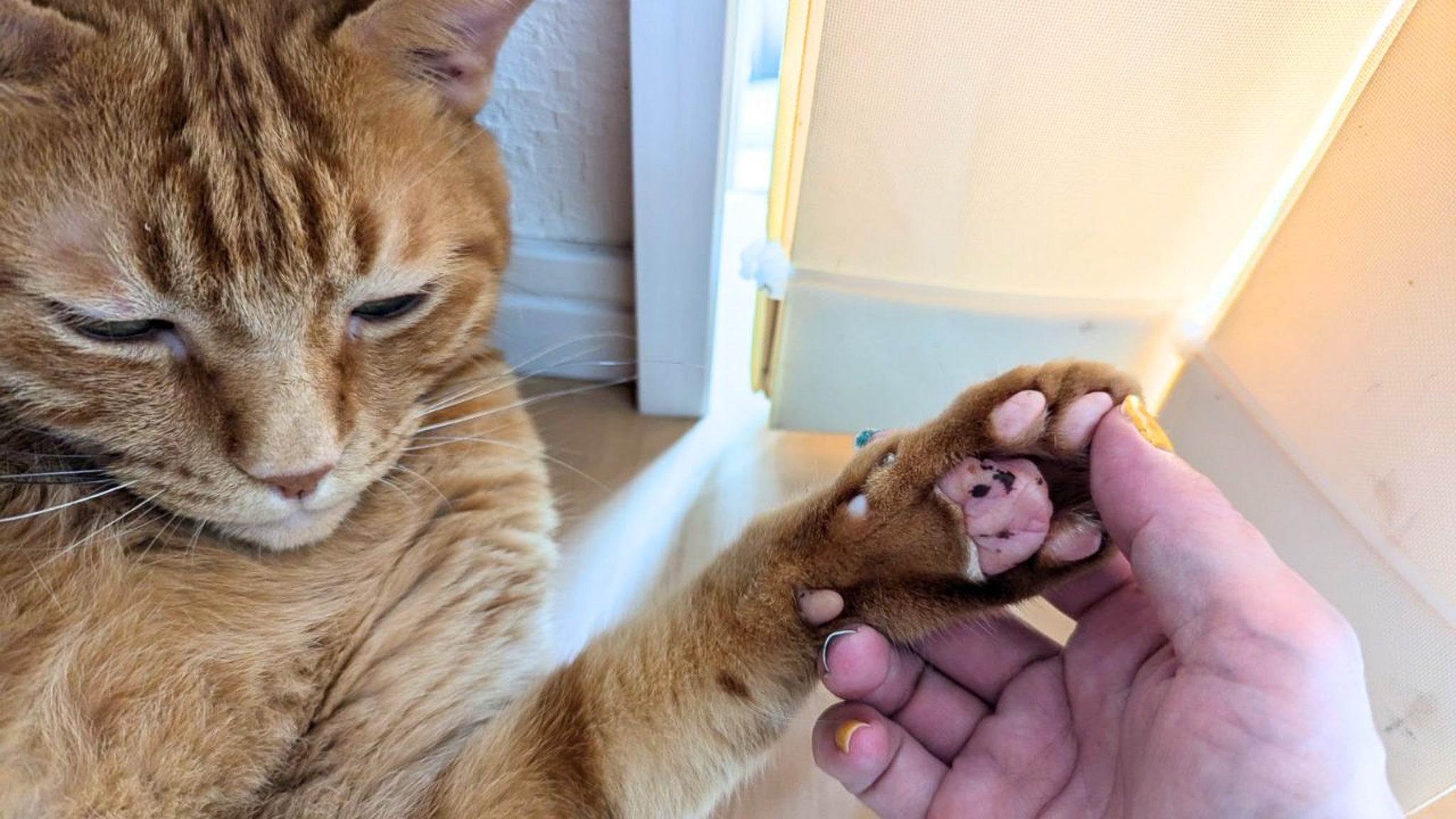 部屋中に血で描いた「肉球の跡」が…「形質細胞性足底炎」になった愛猫の闘病記録