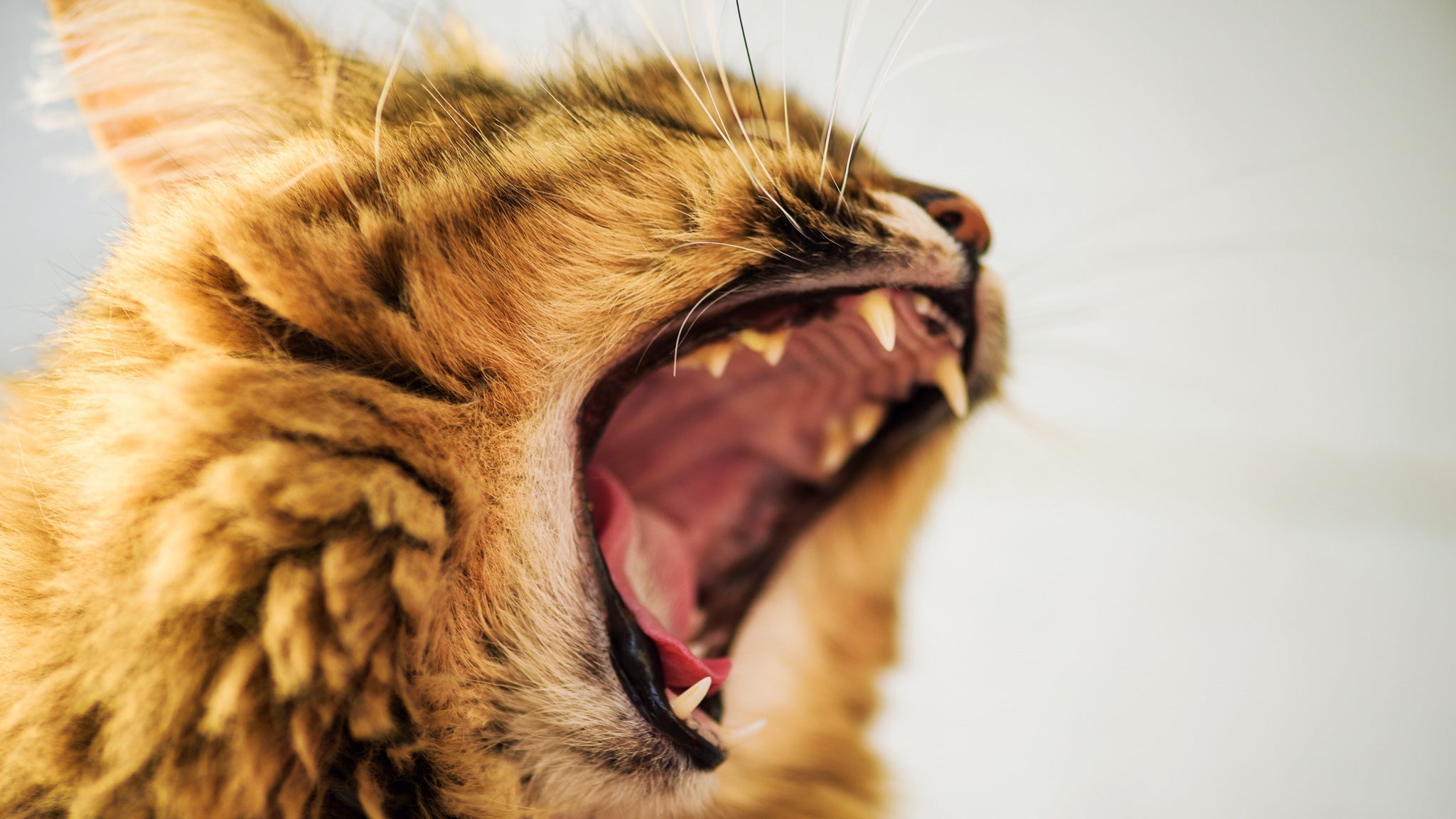 危ない!猫首輪が猿轡(さるぐつわ)状態にならないように