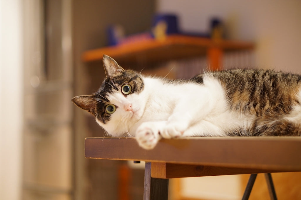 猫にハーネスを見せると逃げるときの対処法｜ぽぽねこの読みもの