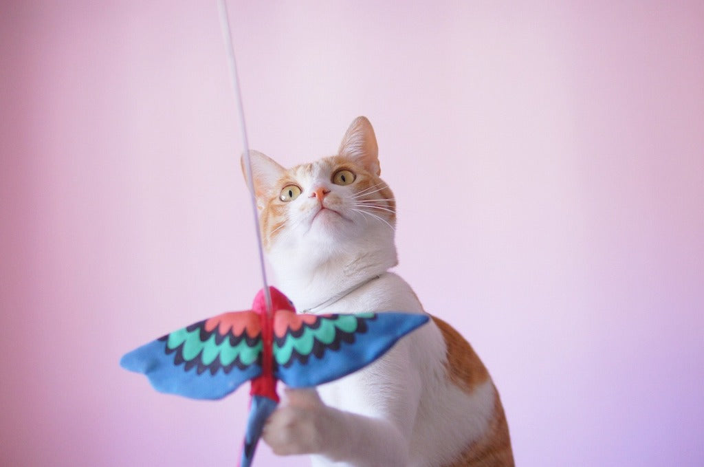 猫の日の由来とは?世界の猫の日はいつ?