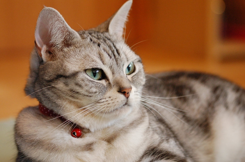 アメリカン・ショートヘアの性格と特徴｜ぽぽねこの読みもの – ぽぽ