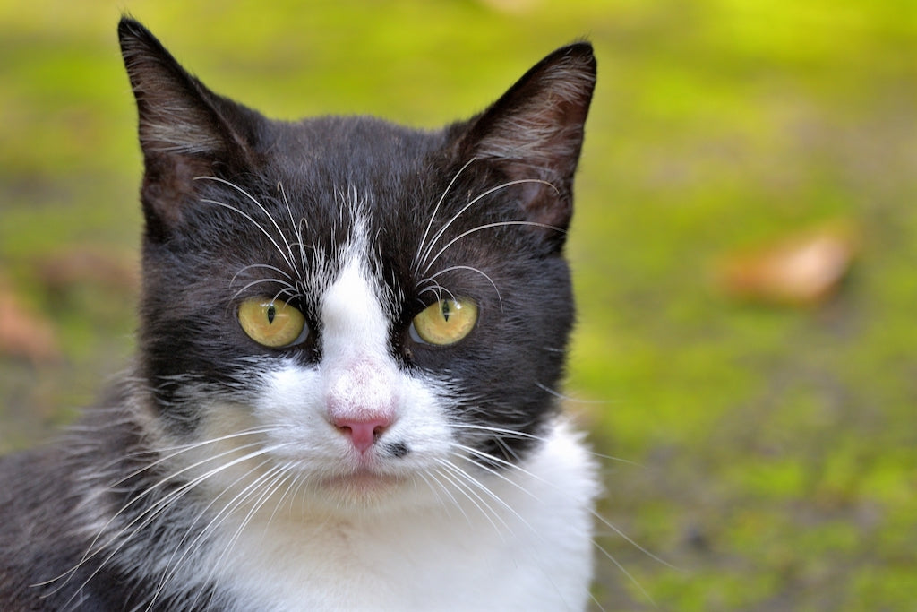 連載＃3】震災時、猫の命を守るために。脱走・迷子時に取るべき行動