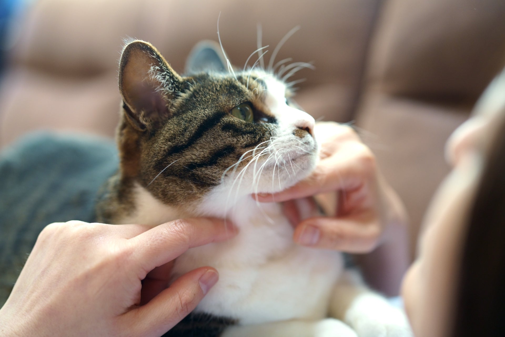 おうち爪切り】怖くない猫用爪切りでネイルケアを始めよう｜ぽぽねこの