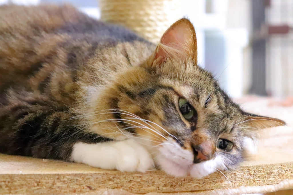 猫は脱水弱者。猫の脱水症状の見分け方と予防法