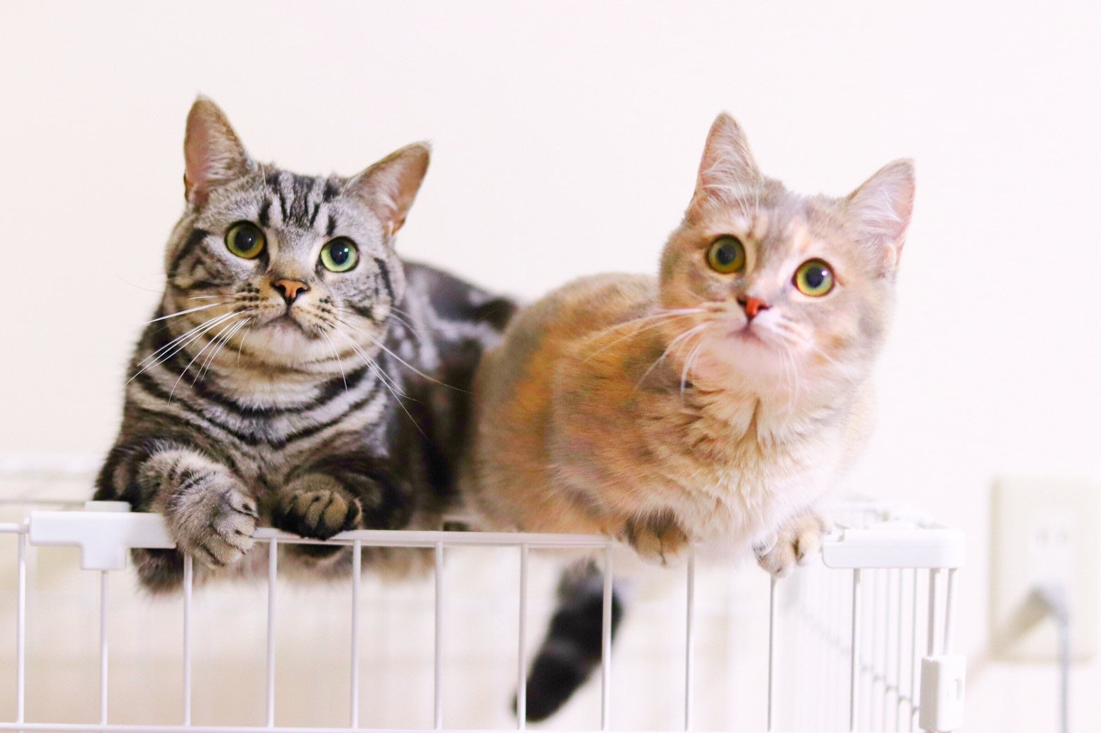 【猫の名前人気ランキング2020年版】和風や食べ物、響きがいい名前一覧もチェック!