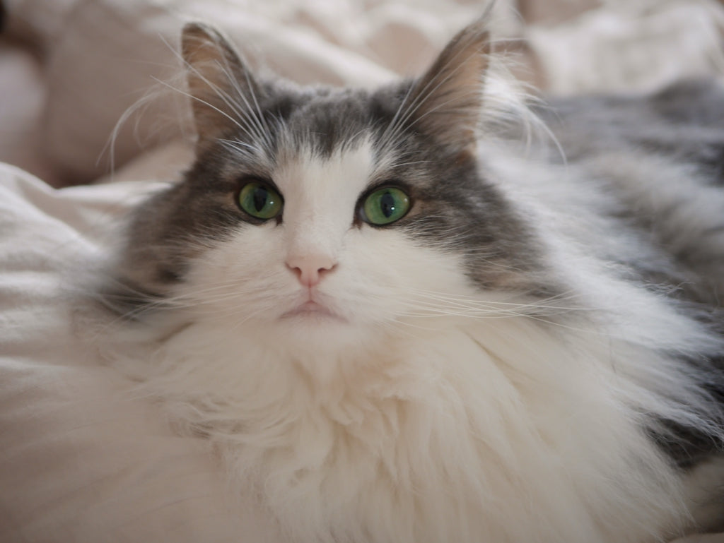 ノルウェージャン・フォレスト・キャットの性格と特徴 – ぽぽねこ公式