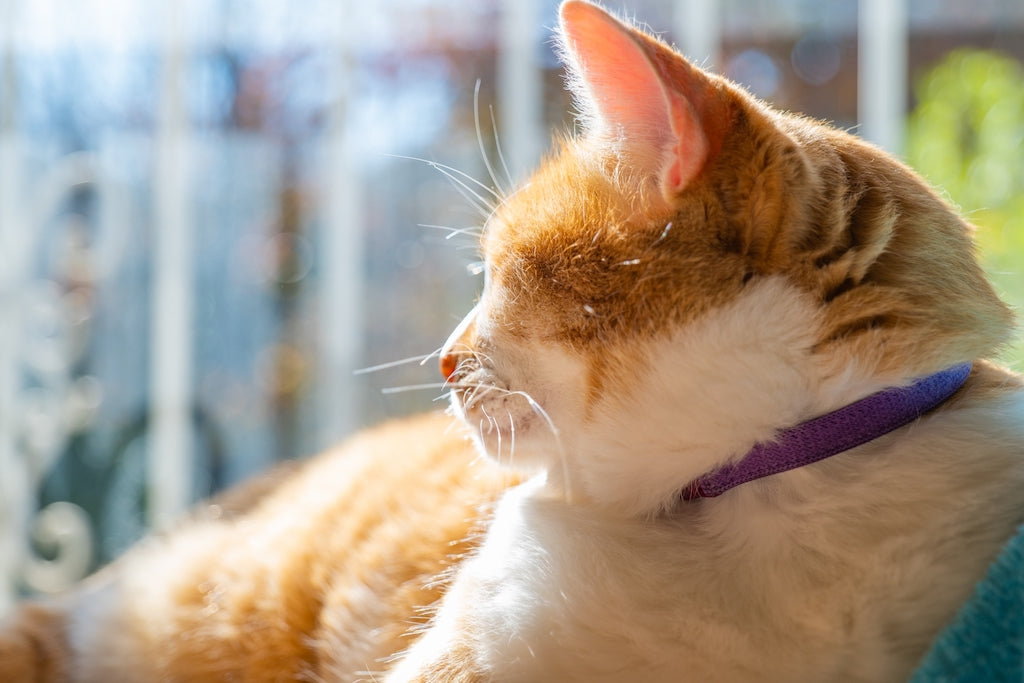 【連載#2】震災時、猫の命を守るために。同行避難と避難所での過ごし方。