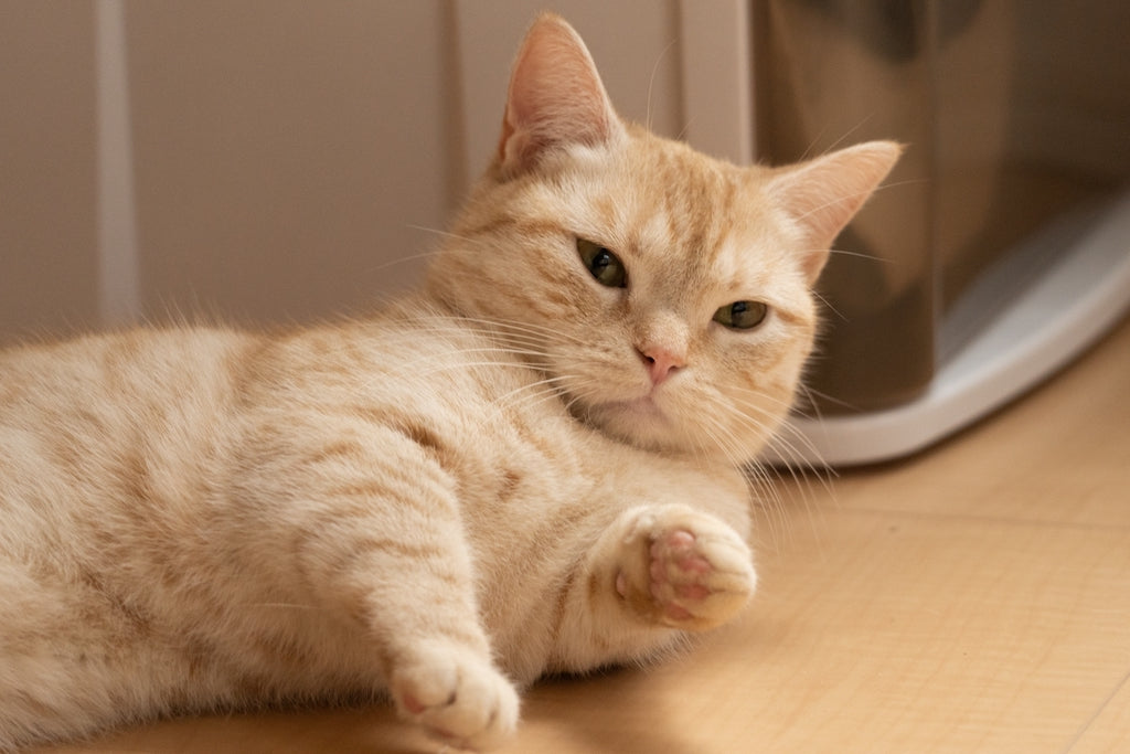 マンチカンの大きさは？体重・体長はどのくらい？いつまで成長する