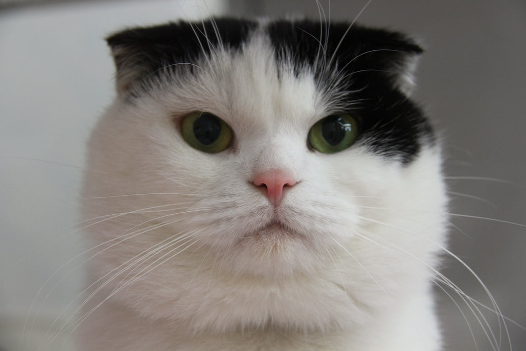 スマホで猫をかわいく撮影する7つのコツ【おすすめカメラアプリも解説】