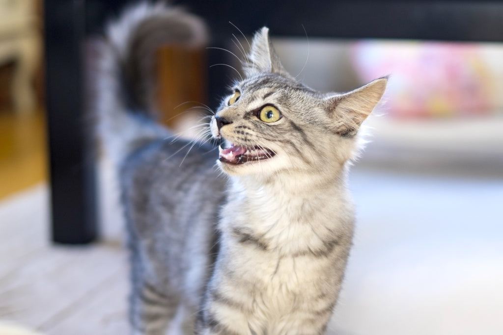 猫の鳴き声から気持ちがわかる?バリエーションと感情を徹底解説