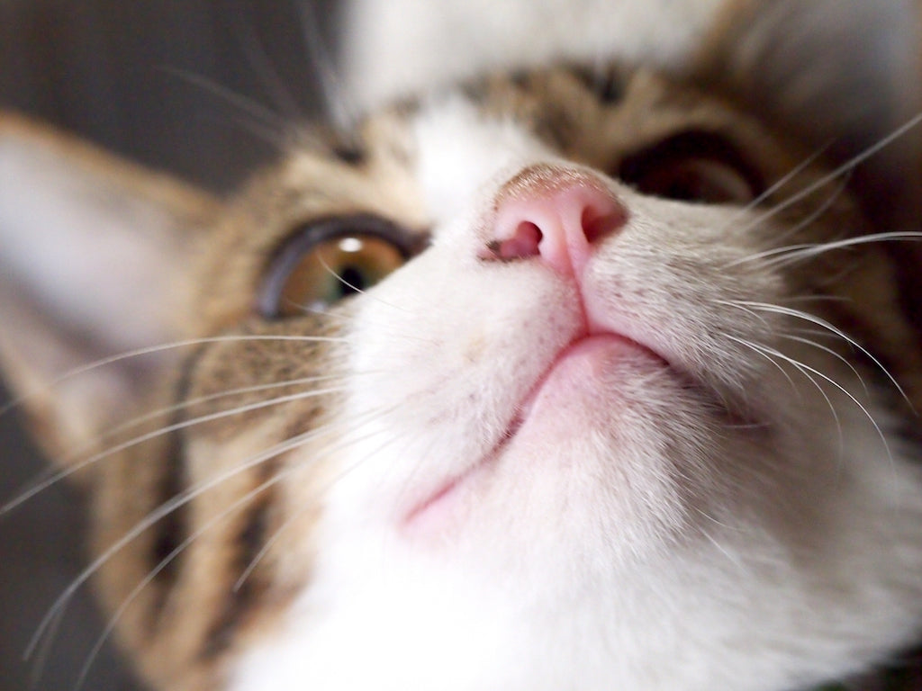 猫の気持ちはヒゲを見れば分かる？猫のヒゲと気持ちの関係を解説｜ぽぽ