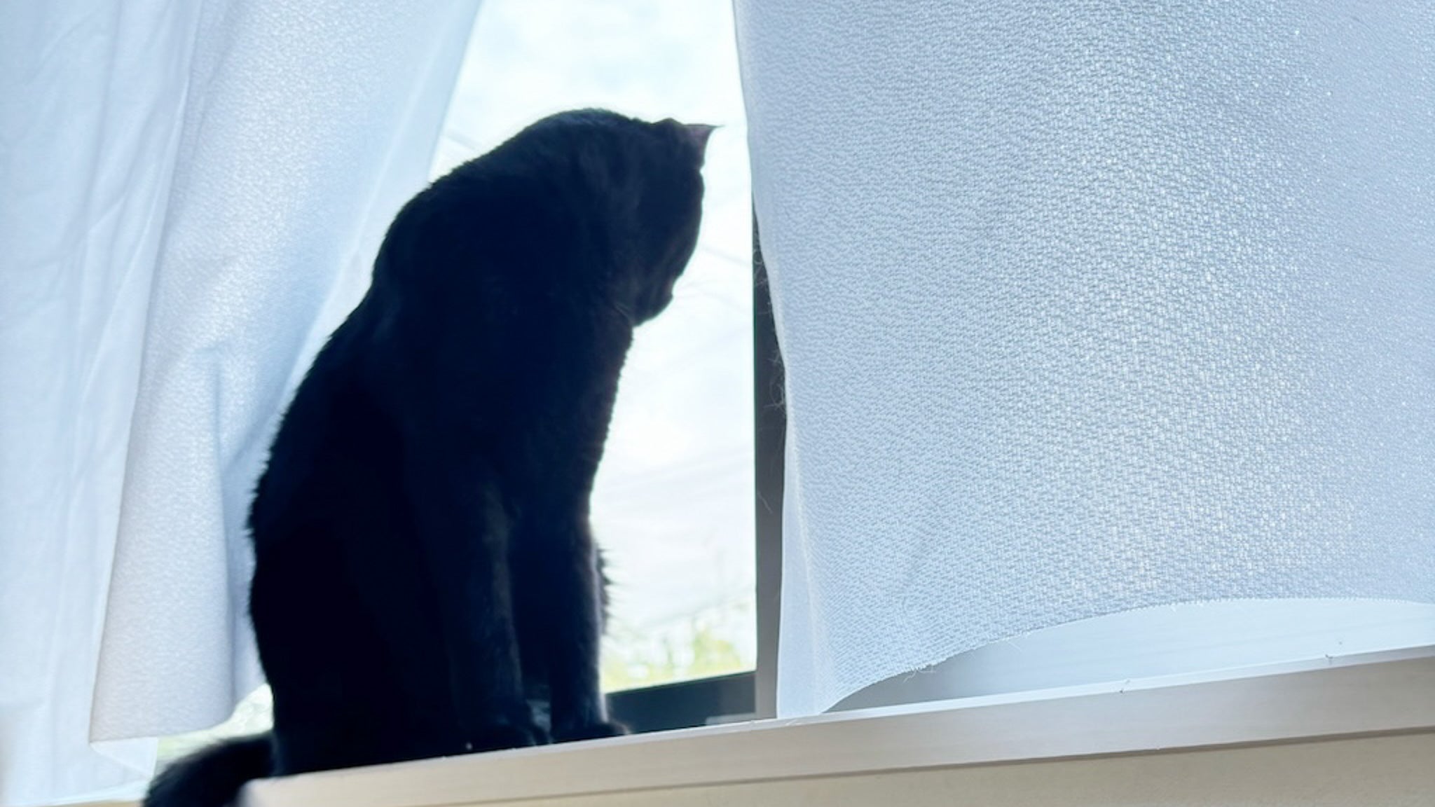 猫の脱走防止。身が引き締まる脱走させちゃいけない理由