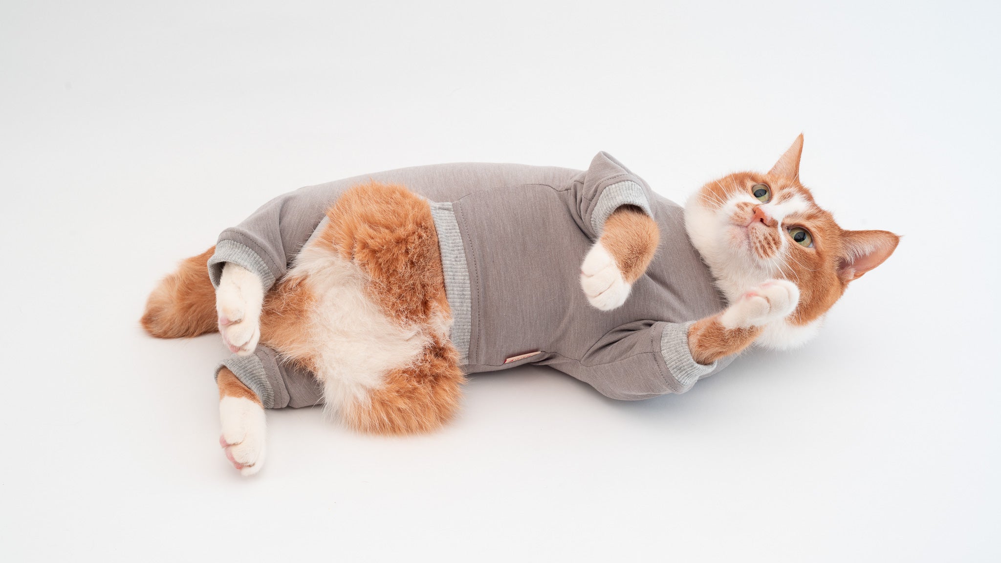 猫の部位の名前を図解で紹介!部位ごとの役割を徹底解説