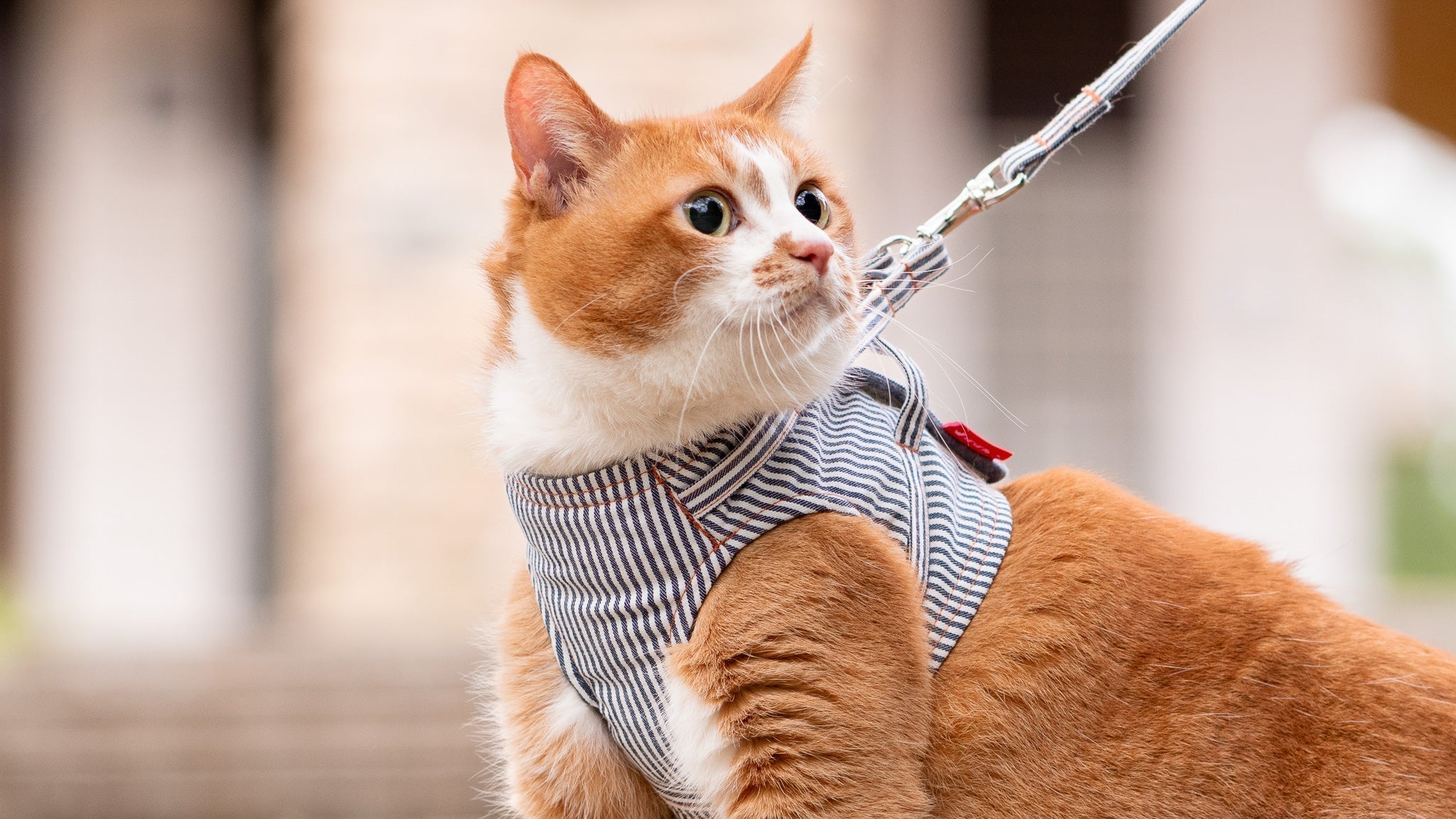 完全室内飼いでも「猫用ハーネス」は絶対必要！災害・通院に備える