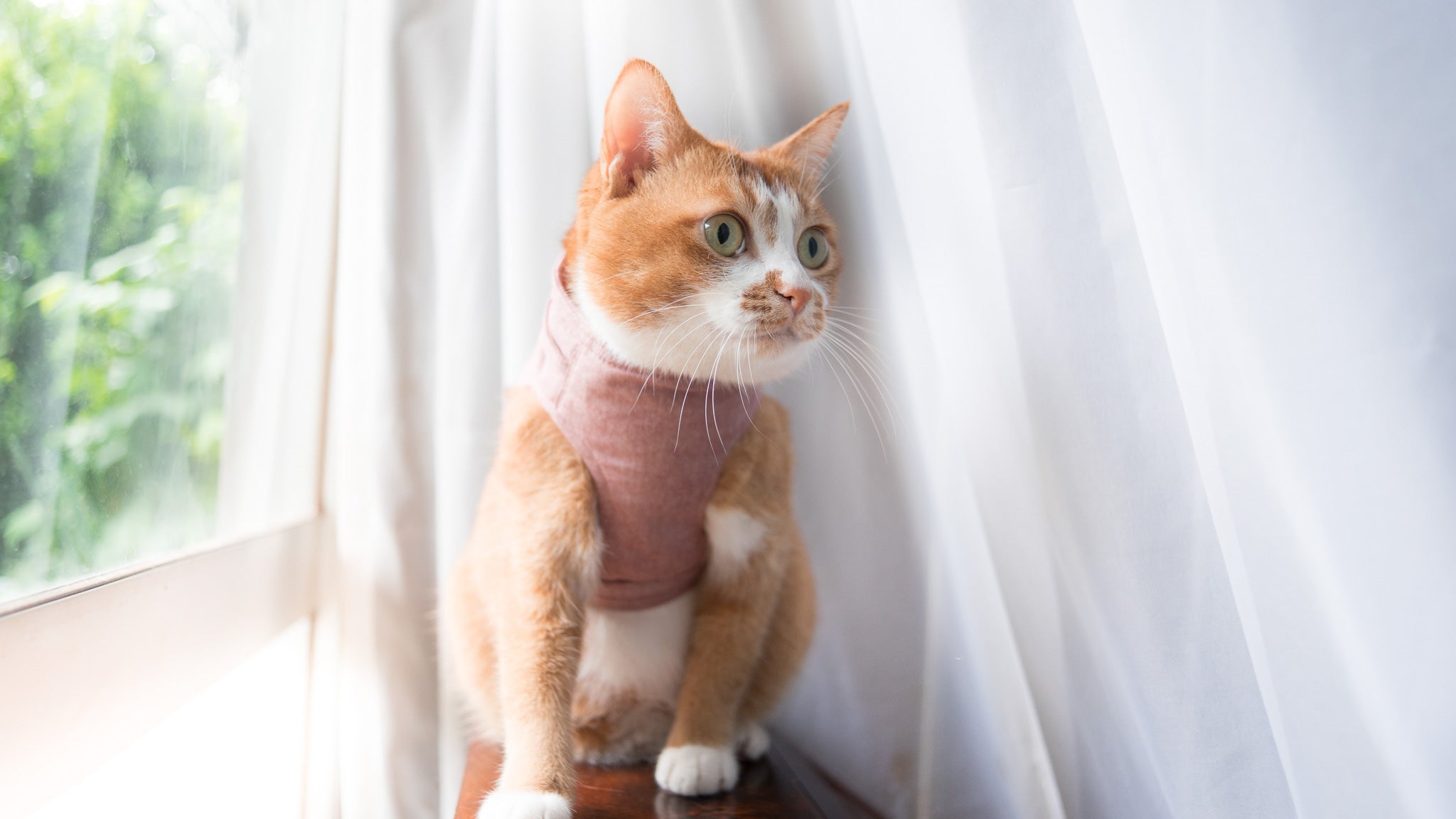 猫のハーネスの着け方やサイズ選びのコツを詳しく解説｜ぽぽねこの