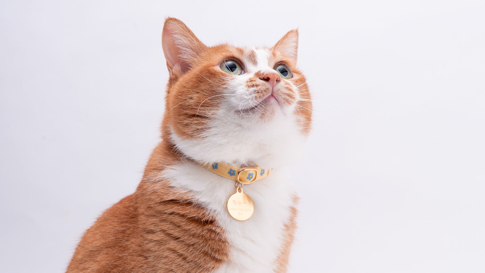 新商品】迷子対策に！水に強くて軽い迷子札が新登場！｜ぽぽねこの