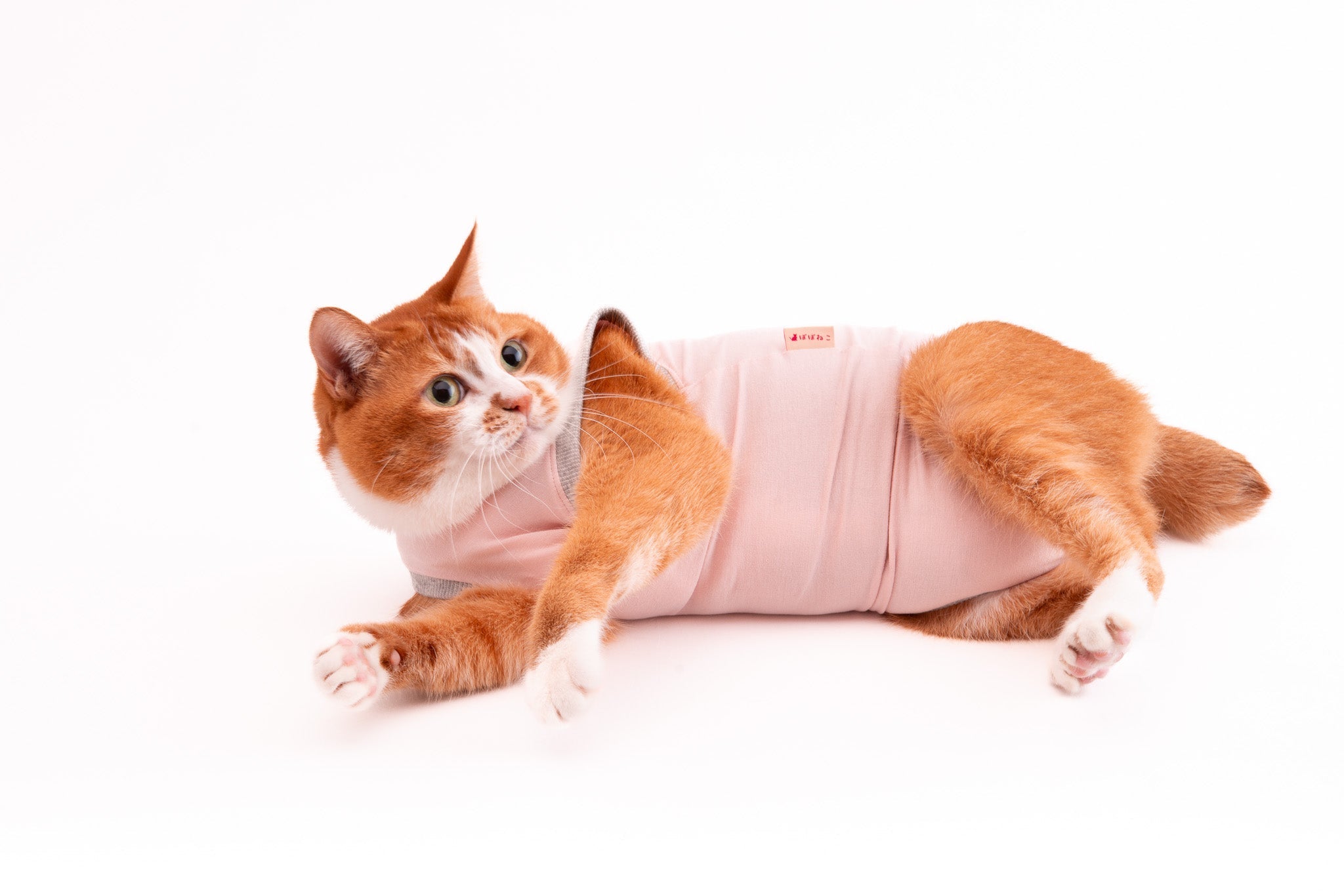 猫にロンパースやカバーオールが必要な理由とおすすめ猫服のご紹介｜ぽ 