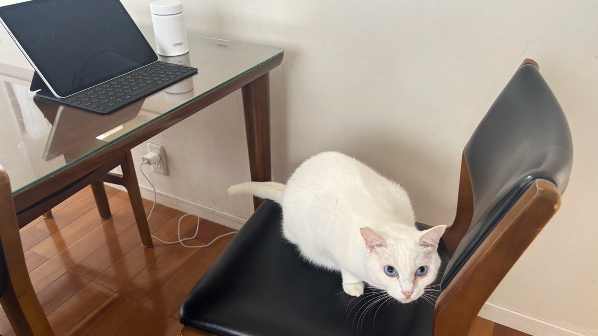 猫狂の私が「虹の橋」に迫ってみた